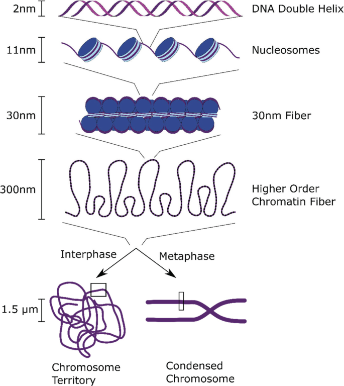 A flow diagram depicts D N A double helix, nucleosomes, 30-nanometer fiber, and higher-order chromatin fiber, divided into chromosome territory in the interphase and condensed chromosome in the metaphase.