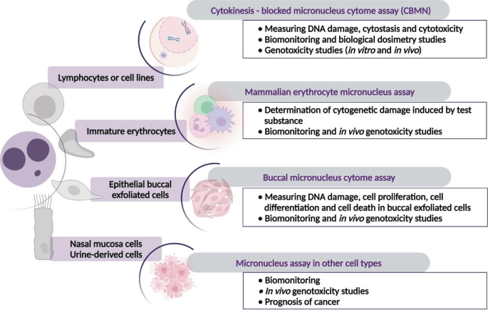 An illustration lists the different factors of the cytokinesis-blocked micronucleus cytome assay, the mammalian erythrocyte micronucleus assay, the buccal micronucleus cytome assay, and the micronucleus assay in other cell types.