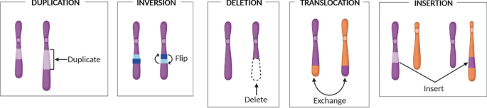 A schematic diagram depicts 5 different kinds of mutations in chromosomes. These are duplication, inversion with flip, deletion, translocation with the exchange of chromosomes, and insertion.