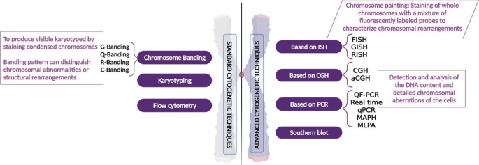 An illustration describes standard cytogenetic techniques such as chromosome banding, karyotyping, and flow cytometry on the left and 4 advanced cytogenetic techniques on the right, which are based on I S H, C G H, P C R, and southern blot.