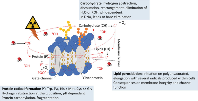 A diagram of the membrane bilayer has the carbohydrate, protein, lipid, gated channel, and glycoprotein processes. Radioactive material causes lipid peroxidation, protein radical formation, and carbohydrate rearrangement.
