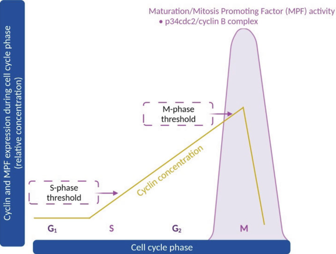 A graphical representation of the relative concentration of cyclin and M P F expression during different phases of the cell cycle, namely, G 1, S, G 2, and M. It points to the M phase and S phase thresholds.