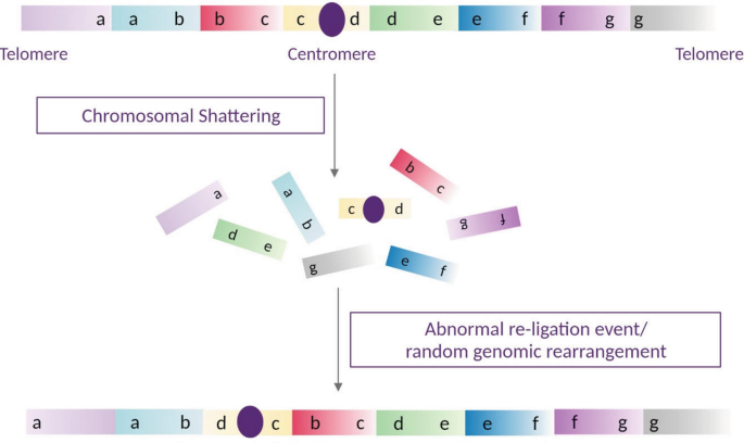 A flow diagram depicts a chromosome with a centromere in the middle and telomeres leading to chromosomal shattering and abnormal re-ligation events, or random genomic rearrangements. In the end, the centromere shifts to the left.
