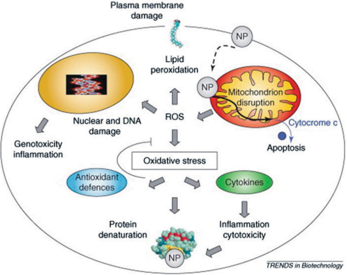 A flow diagram depicts the following steps. Plasma membrane damage, mitochondrion disruption with apoptosis, lipid peroxidation, nuclear and D N A damage, and oxidative stress that leads to protein denaturation.