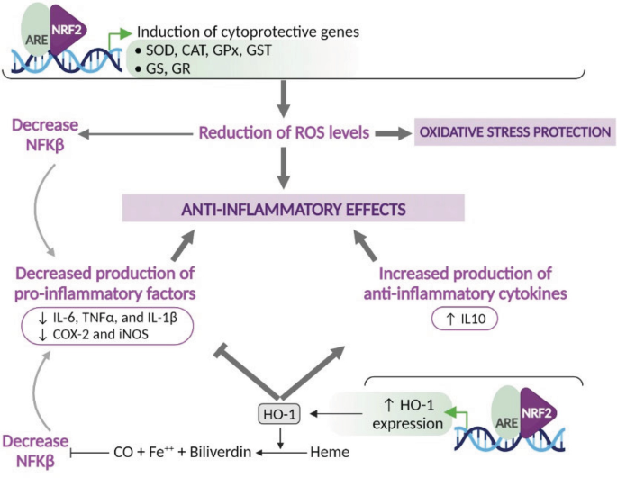 A flowchart depicts that the reduced R O S levels lead to anti-inflammatory effects due to the decreased production of pro-inflammatory factors and increased production of anti-inflammatory cytokines.