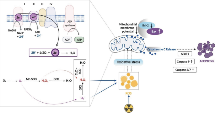 A flow diagram depicts that radiation generates R O S causing oxidative stress that weakens the mitochondrial membrane potential and leads to cytochrome c release and apoptosis.
