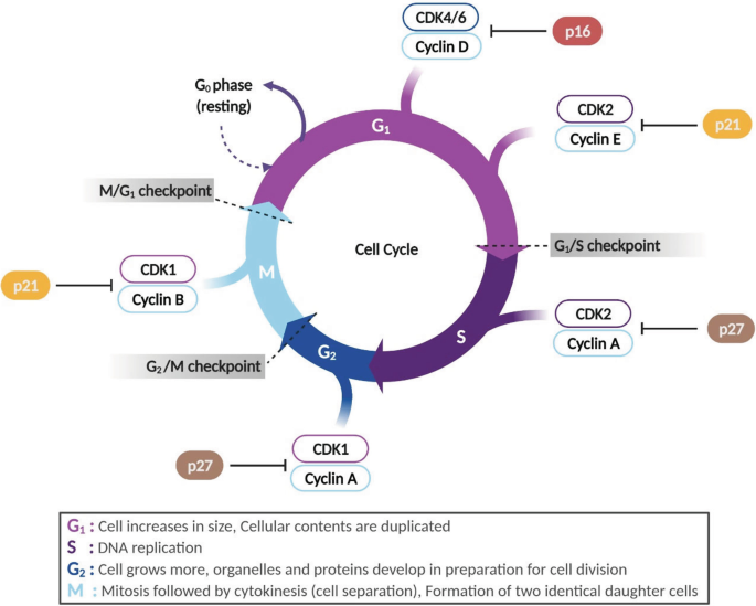 A cyclic diagram of the cell cycle depicts the action of C D K 4 by 6 and cyclin D in the G 1 phase, C D K 2 and cyclin A in the S phase, C D K 1 and cyclin A in the G 2 phase, and C D K 1 and cyclin B in the M phase.