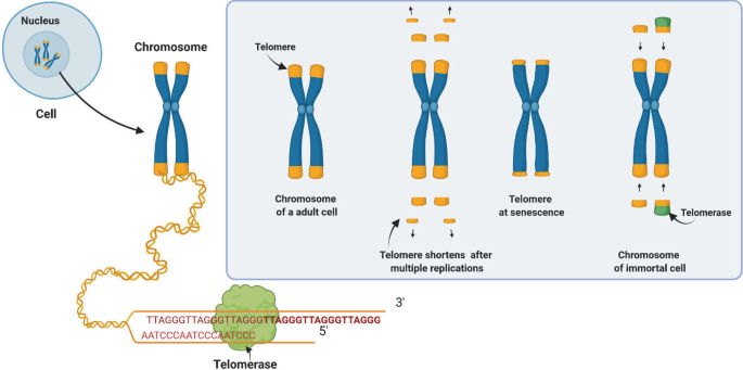 An illustration depicts the varying length of telomeres in the chromosome of an adult cell with a short telomere after multiple replications and of an immortal cell with telomerase and a telomere at senescence.