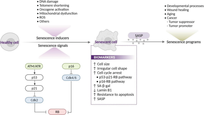A flow diagram depicts the conversion of a healthy cell into a senescent cell by senescence inducers and senescence signals. Senescent cells cause S A S P which leads to senescence programs.