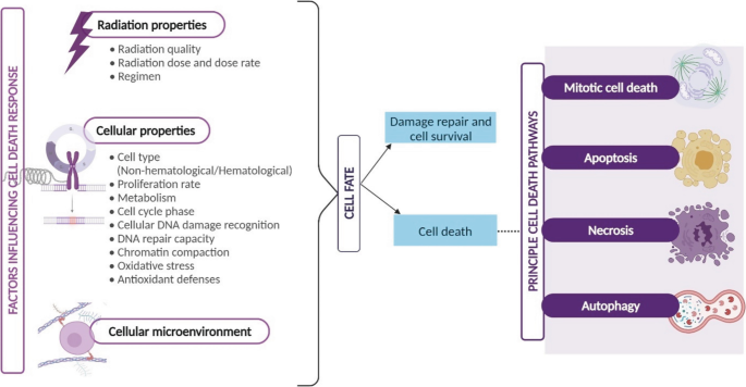 A flow diagram depicts the factors influencing the cell death response. Cell fate is divided into damage repair and cell survival and cell death. The principle cell death pathways are mitotic cell death, apoptosis, necrosis, and autophagy.