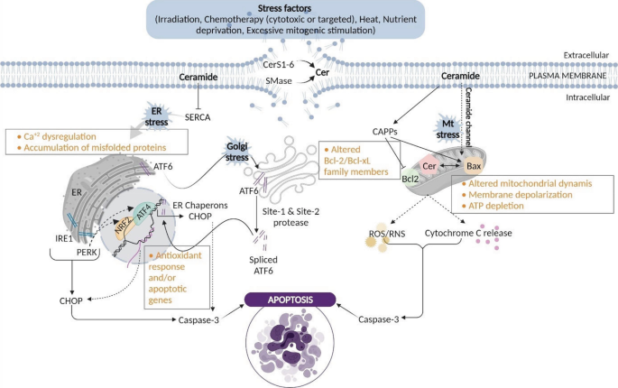 A flow diagram depicts many stress factors that cause E R, Golgi, and mitochondrial stress. They cause the accumulation of misfolded proteins, altered B c l 2, and A T P depletion that leads to apoptosis.