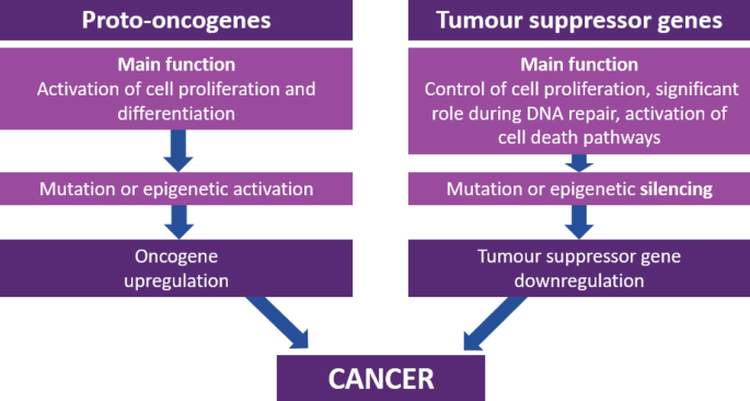 A flowchart depicts that proto-oncogenes and tumor suppressor genes cause cancer due to their activation and control of cell proliferation, followed by oncogene upregulation and tumor suppressor gene downregulation, respectively.