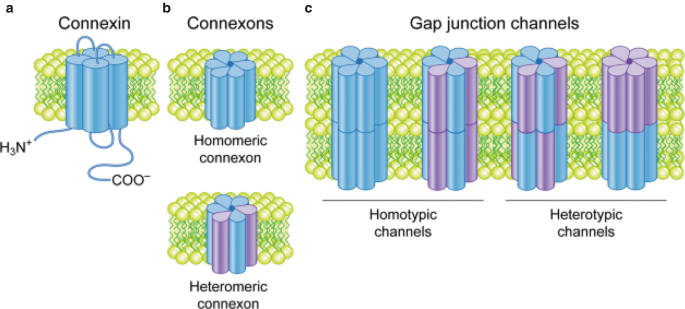 A schematic representation depicts the structural organization of connexin, homomeric connexon, heteromeric connexon, homotypic, and heterotypic gap junction channels in cells.