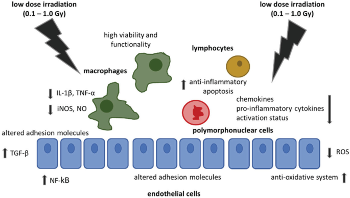 A diagram depicts the adverse effects of low-dose irradiation of 0.1 to 1.0 gray units on macrophages, lymphocytes, polymorphonuclear cells, and endothelial cells.