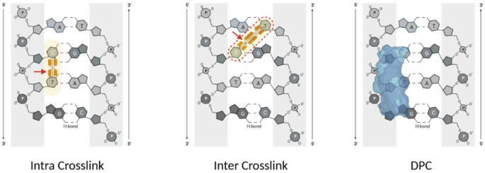 Three chemical structures of double-stranded D N A depict intra crosslink within a strand, inter crosslink between two strands, and D N A protein crosslink in a strand.