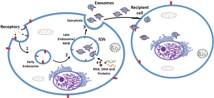 A schematic diagram of a cell depicts that receptors form an early endosome that leads to a late endosome, which has I L Vs, R N A, D N A, and proteins that cause exocytosis. The exosomes released enter the recipient cell.