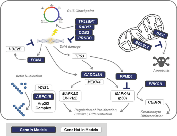 A flow diagram depicts the gene in models and not in models that enhance or inhibit D N A damage, apoptosis, actin nucleation, keratinocyte differentiation, regulation of proliferation, survival, and differentiation.