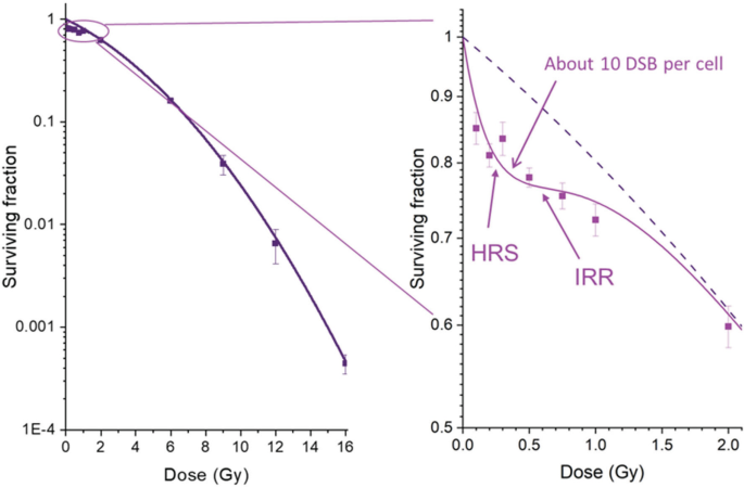 Two line graphs of surviving fraction versus dose in gray units plot the falling curves for I R R and H R S. The H R S indicates about 10 D S B per cell on the right graph.