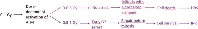 A flowchart starts with 0 to 1 gray that leads to dose-dependent activation of A T M and is divided into 2 paths. Path 1 includes 0 to 0.3 gray, no arrest, mitosis with unrepaired damage, cell death, H R S. Path 2 includes 0.3 to 1 gray, early G 2 arrest, repair before mitosis, cell survival, I R R.