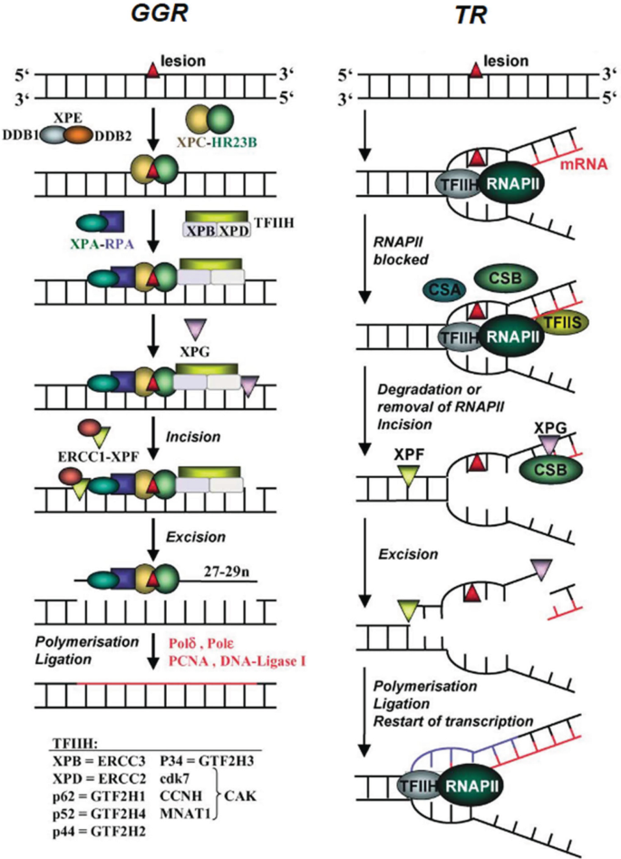 Two flow diagrams compare G G R or global genomic repair and T R or transcription-coupled repair. The common steps are incision, excision, polymerization, and ligation.