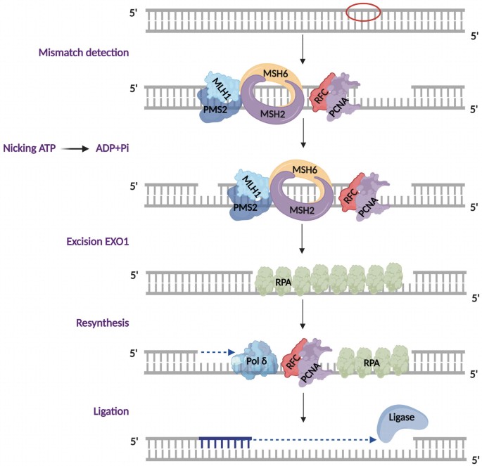 A flow diagram depicts the steps of mismatch detection in double-stranded D N A, nicking A T P to A D P plus P i. excision, re-synthesis, and ligation.