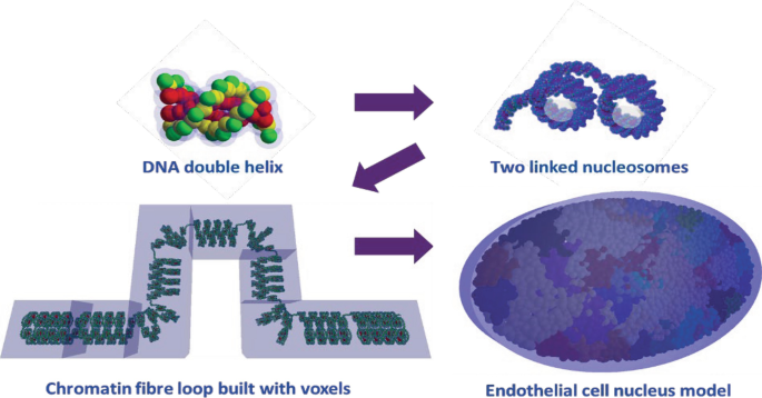 A schematic representation of the geometrical model of D N A double helix to two linked nucleosomes, chromatin fiber loop built with voxels, and endothelial cell nucleus model.