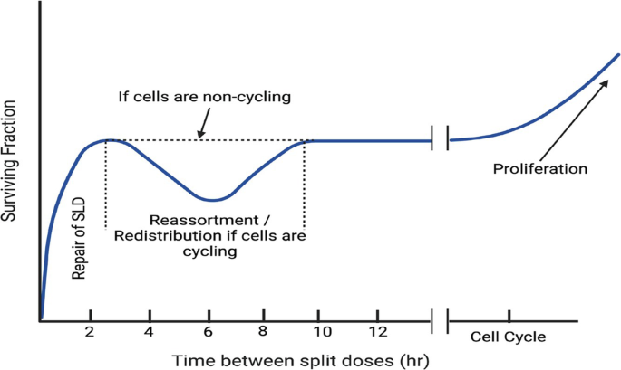 A waveform exhibits surviving fraction versus time between split doses in an hour for repair of S L D, the dotted region is if cells are non-cycling, reassortment or redistribution if cells are cycling, proliferation.