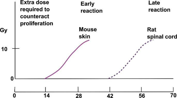 A graph of extra radiation dose in gray for the extra dose required to counteract proliferation. It has a solid curve of early reaction for mouse skin and a dashed curve of late reaction for rat spinal cord.