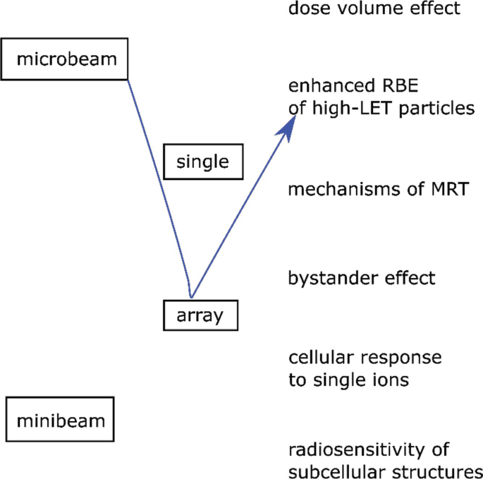 A block diagram of mini beam, single, array to microbeam, dose volume effect, enhanced R B E of high-L E T particle, mechanisms of M R T, bystander effect, cellular response to single ions, and radiosensitivity of subcellular structures.