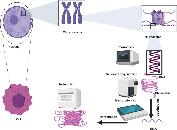 A schematic diagram of the different types of biomarkers. These are the nucleus, chromosome, nucleosome, cell, proteomics, transcriptomics, R N A, chromatin, D N A, genomics, epigenomics, and phenomics.