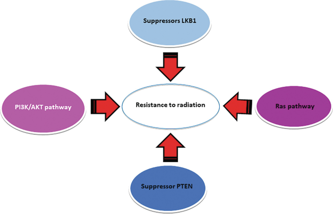 A spoke diagram of resistance to radiation includes the suppressors L K B 1, Ras pathway, suppressor P T E N, and P I 3 K, A K T pathway.