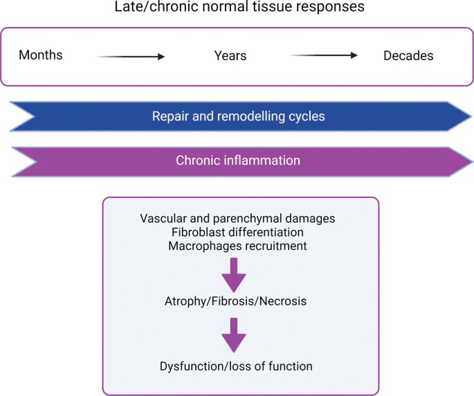 A diagram of the late or chronic normal tissue responses from months, years, to decades for repair and remodeling cycles and chronic inflammation with 3 stages from vascular and parenchymal damage to dysfunction or loss of function.