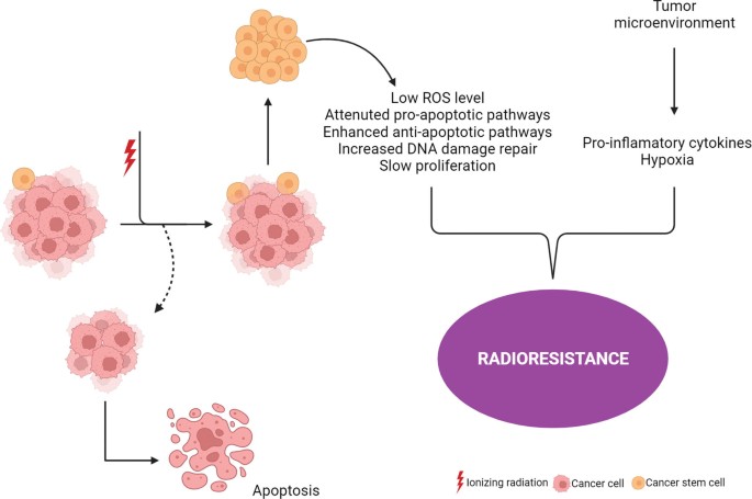 A diagram displays the tumor environment leads to pro-inflammatory cytokines hypoxia, and the apoptosis goes through low R O S level. The pro-inflammatory cytokines hypoxia and the low R O S level both forward to radio resistance.