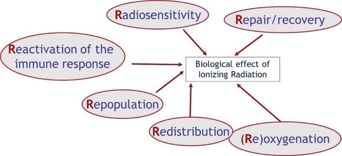 A spoke diagram of the biological effect of ionizing radiation includes repair or recovery, radiosensitivity, reactivation of the immune response, repopulation, redistribution, and reoxygenation.