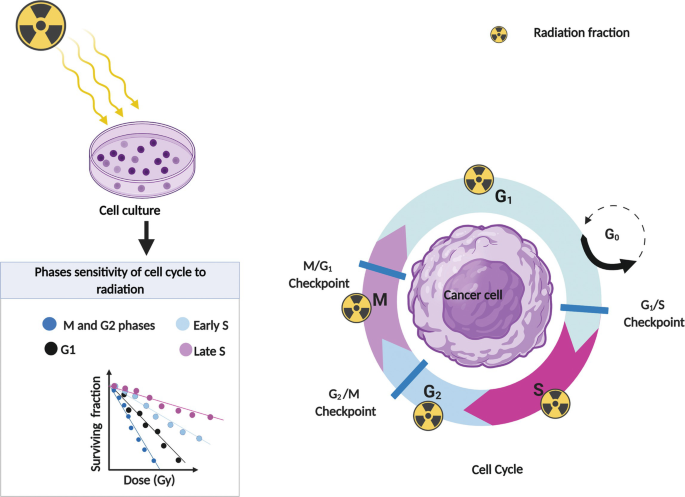 A diagram of radiation fraction leads to cell culture then phases sensitivity of cell cycle to radiation. 4 phases are in a falling trend for surviving fraction versus dose in gray. A cancer cell is surrounded by G 1, G 1 per S checkpoint, S, G 2, G 2 per M checkpoint, M, and M per G 1 checkpoint.