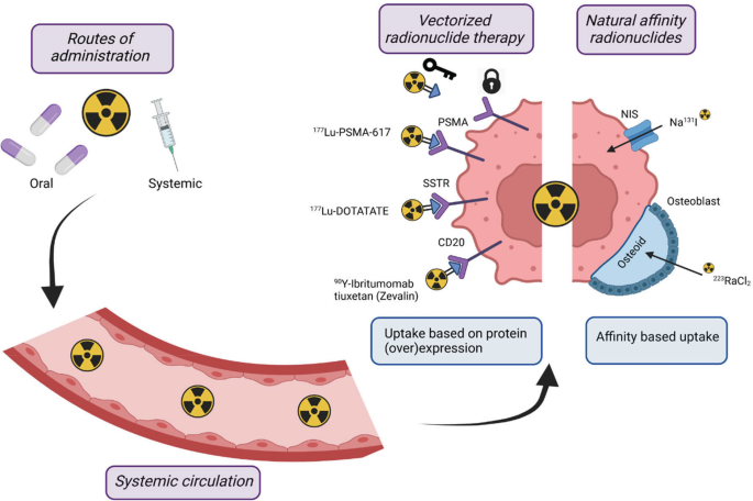 A schematic depicts oral and systemic routes of administration will enter the bloodstream in a systemic circulation and proceeds to the target issue either through natural affinity radionuclides with affinity based uptake or vectorized radionuclide therapy with uptake based on protein expression.