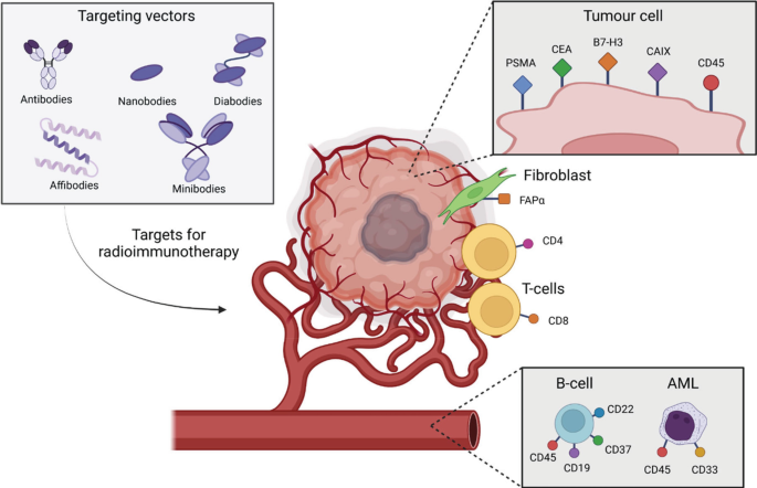 A schematic diagram of the antigens targeted in R I T. Inset images of the tumour cell, B cell, A M L, and targeting vectors that target for radioimmunotherapy include antibodies, nanobodies, diabodies, affibodies, and minibodies.