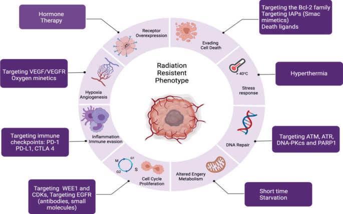 A circular diagram of the radiation resistent phenotype surrounded by the different radiotherapy combinations. It includes evading cell death, hyperthermia, D N A repair, short time starvation, cell cycle proliferation, inflammation immune evasion, hypoxia angiogenesis, and hormone therapy.