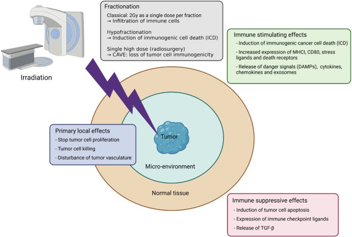A diagram presents the tumor enveloped in the micro-environment and normal tissue is targeted in irradiation. The enumerated effects of radiotherapy include fractionation, immune stimulating effects, immune suppressive effects, and primary local effects.