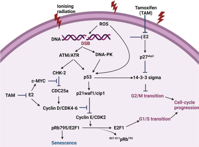 A diagram displays the various signaling pathways of the genomic effect of estradiol, tamoxifen, and Ionising radiation on the cell cycle progression.