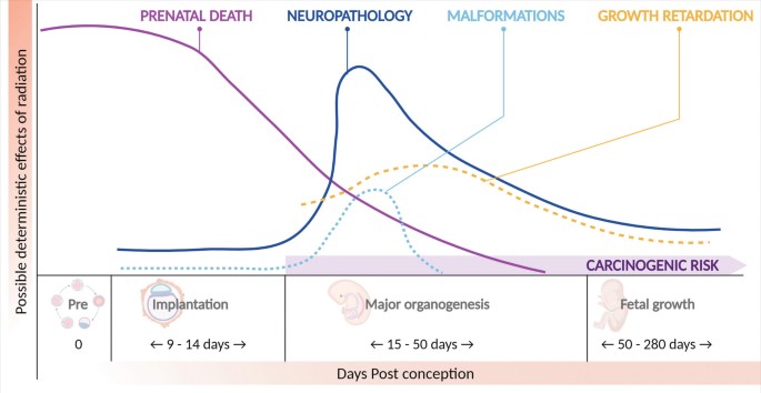 A comparison of the possible deterministic effects of radiation with days post conception for pre, implantation, major organogenesis, and fetal growth. 4 curves for prenatal death, neuropathology, malformations, and growth retardation risk factors follow a small peak and a decreasing trend.
