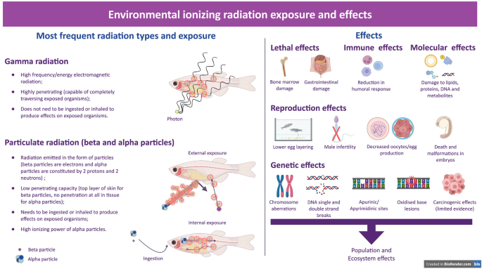 An infographic of environmental ionizing radiation exposure and effects. It includes the list of most frequent radiation types and exposure for gamma and particulate radiations of beta and alpha particles, and lethal, immune, molecular, reproduction, and genetic effects.