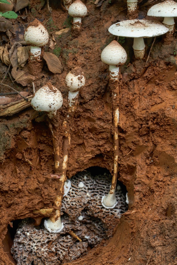 A photograph of the mushroom cultivated from wet sand.