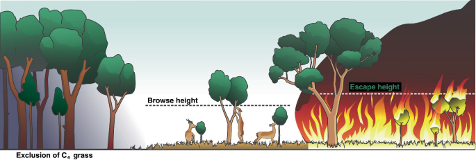 An illustration of a classification of browse height and escape height of trees and fire.