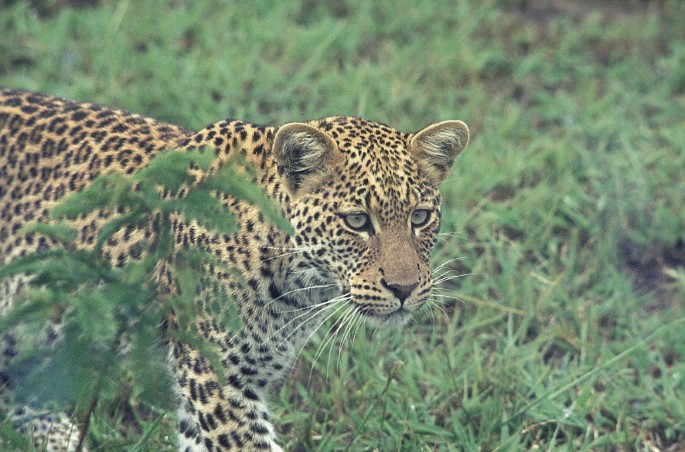 A photo of a leopard standing in the grassland.