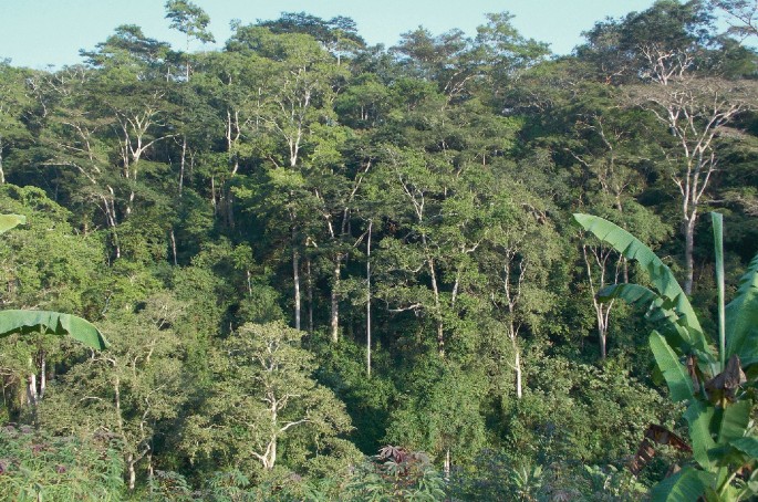 A picture of a mountain view in which green trees and grasses are shown.