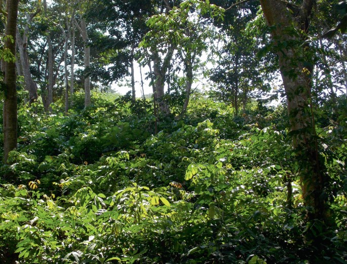 A photograph of a mountain view with green trees and green grasses.