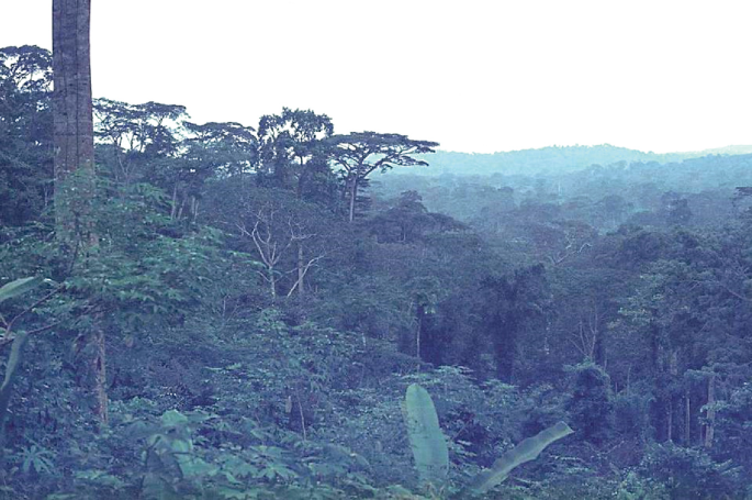 A photograph of a mountain view with green trees and grasses.