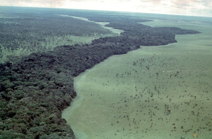 A photograph of the Congolian forest in which the boundary of the forest from the savanna is portrayed.