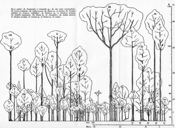 A sketch of a forest that ranges scale from 0 to 150 feet on the Y-axis and 0 to 100 feet on the x-axis.